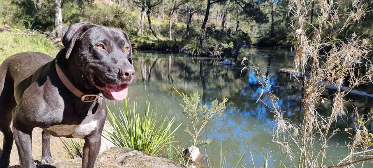 Blicks River Camping