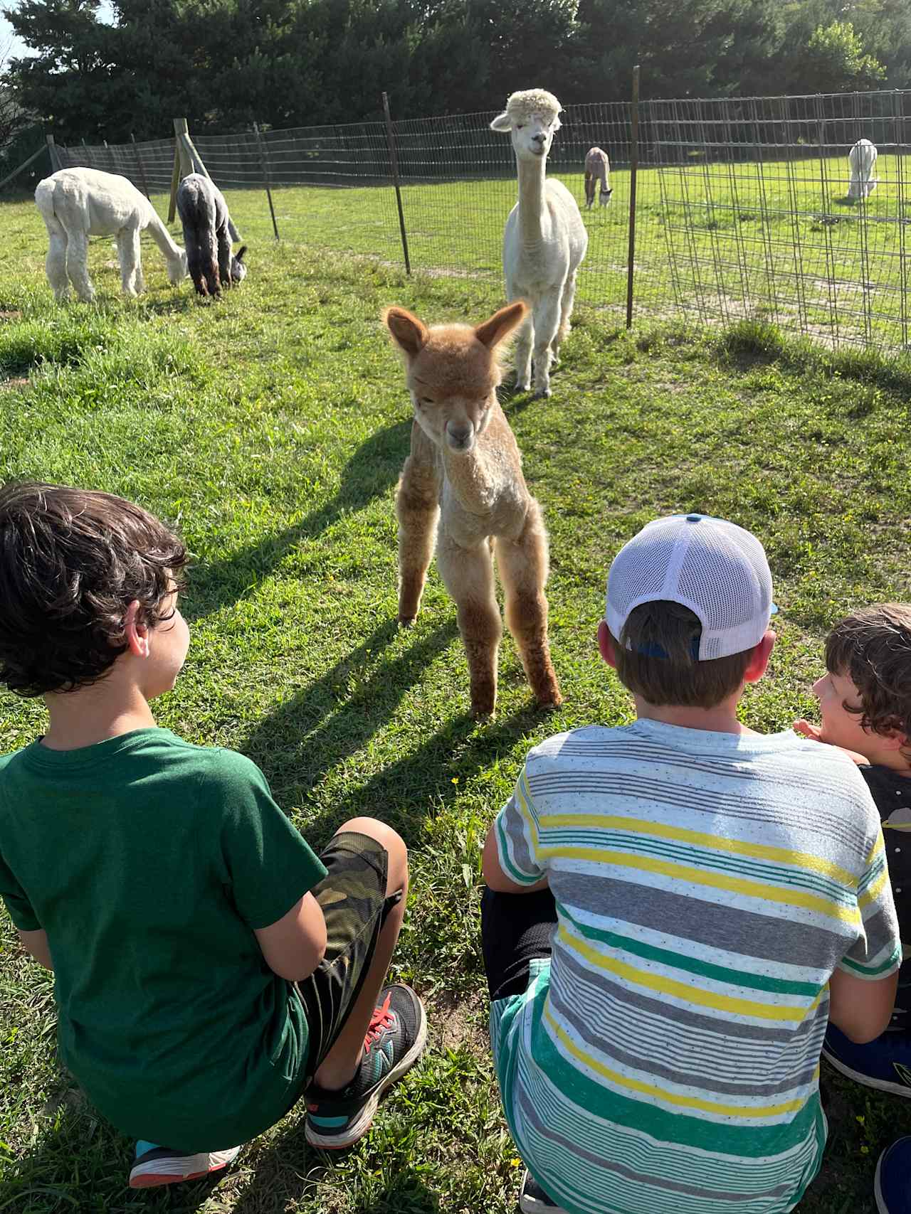 More Baby alpacas!