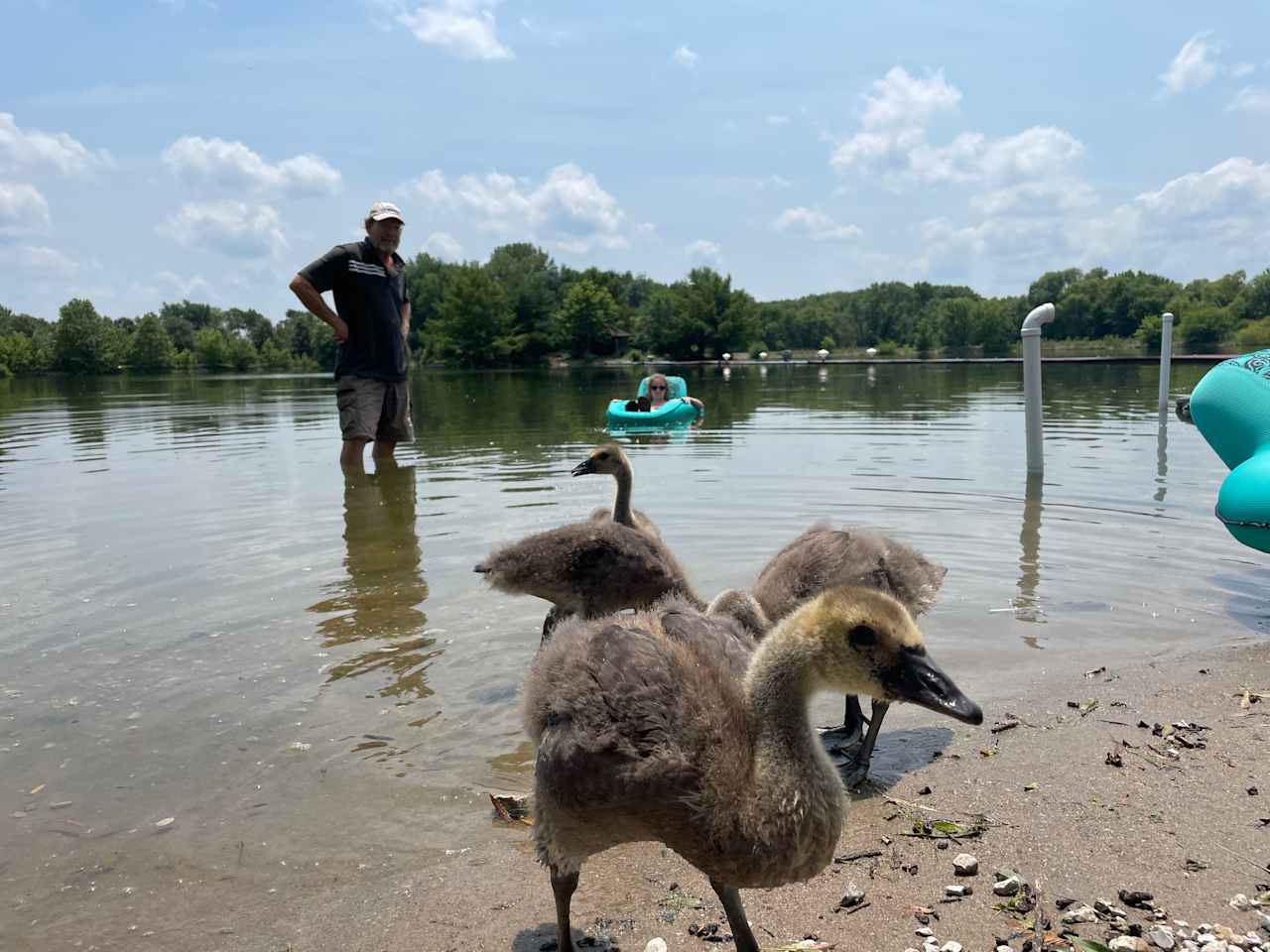 Rescued geese