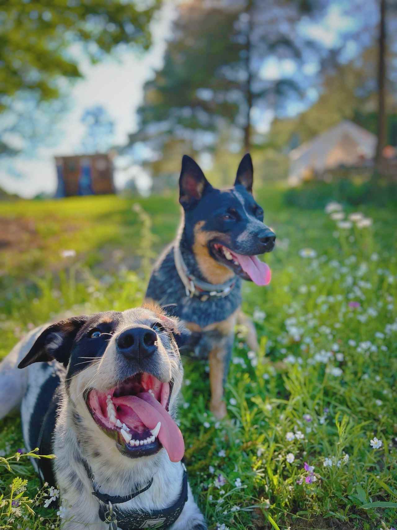 Happy pups!