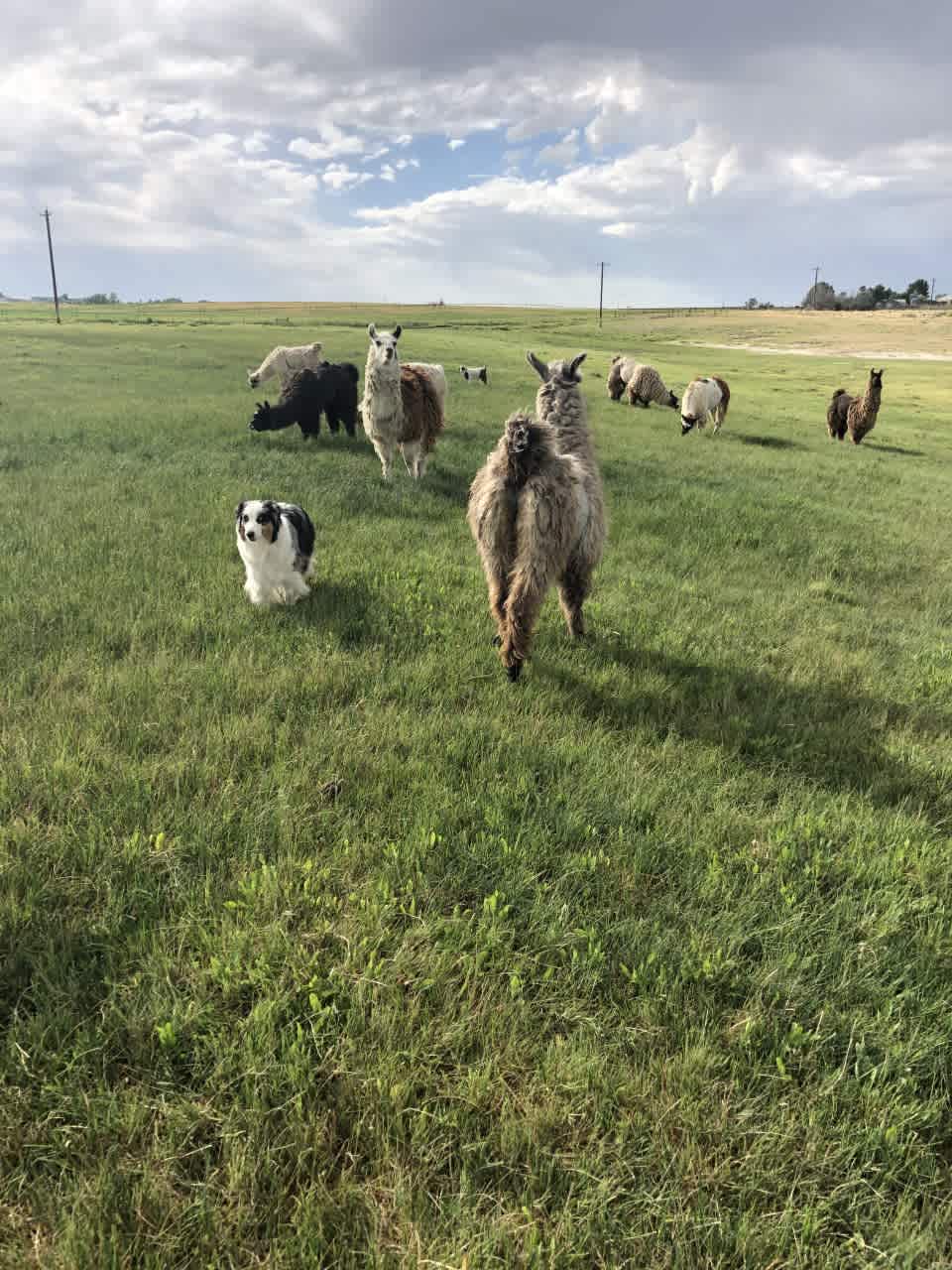 Cloud Peak Llama and alpaca ranch