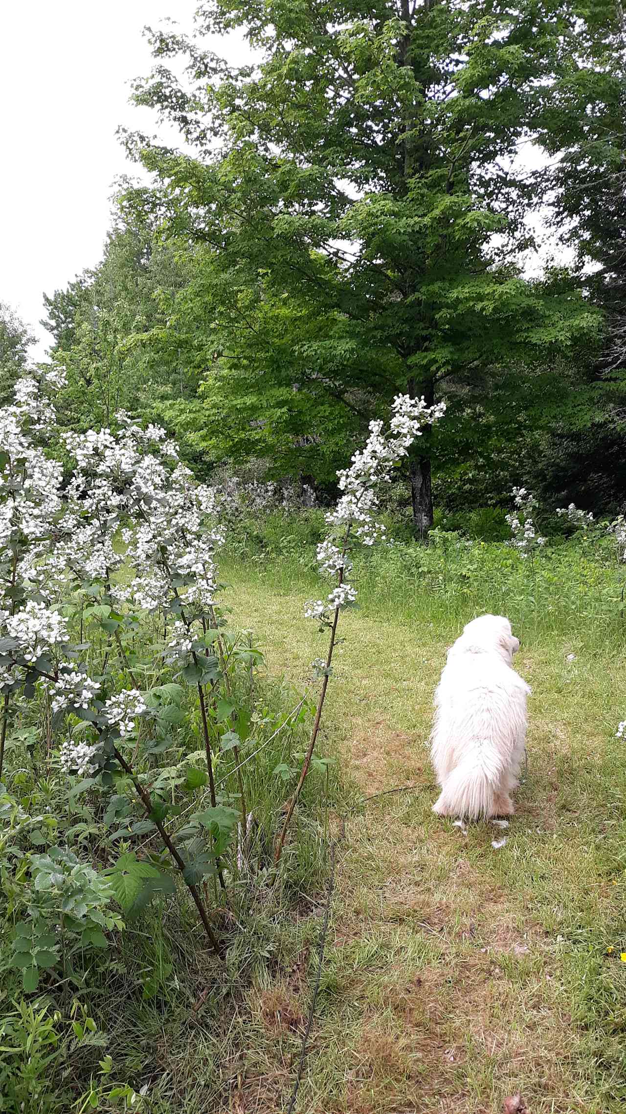 Bianca, my dog, and blackberries in bloom.