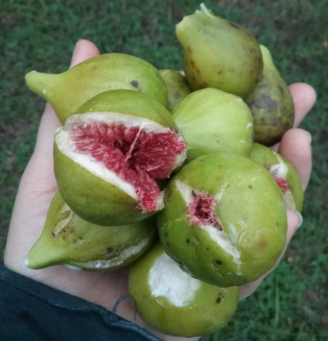 Fresh Figs in late August and September! 