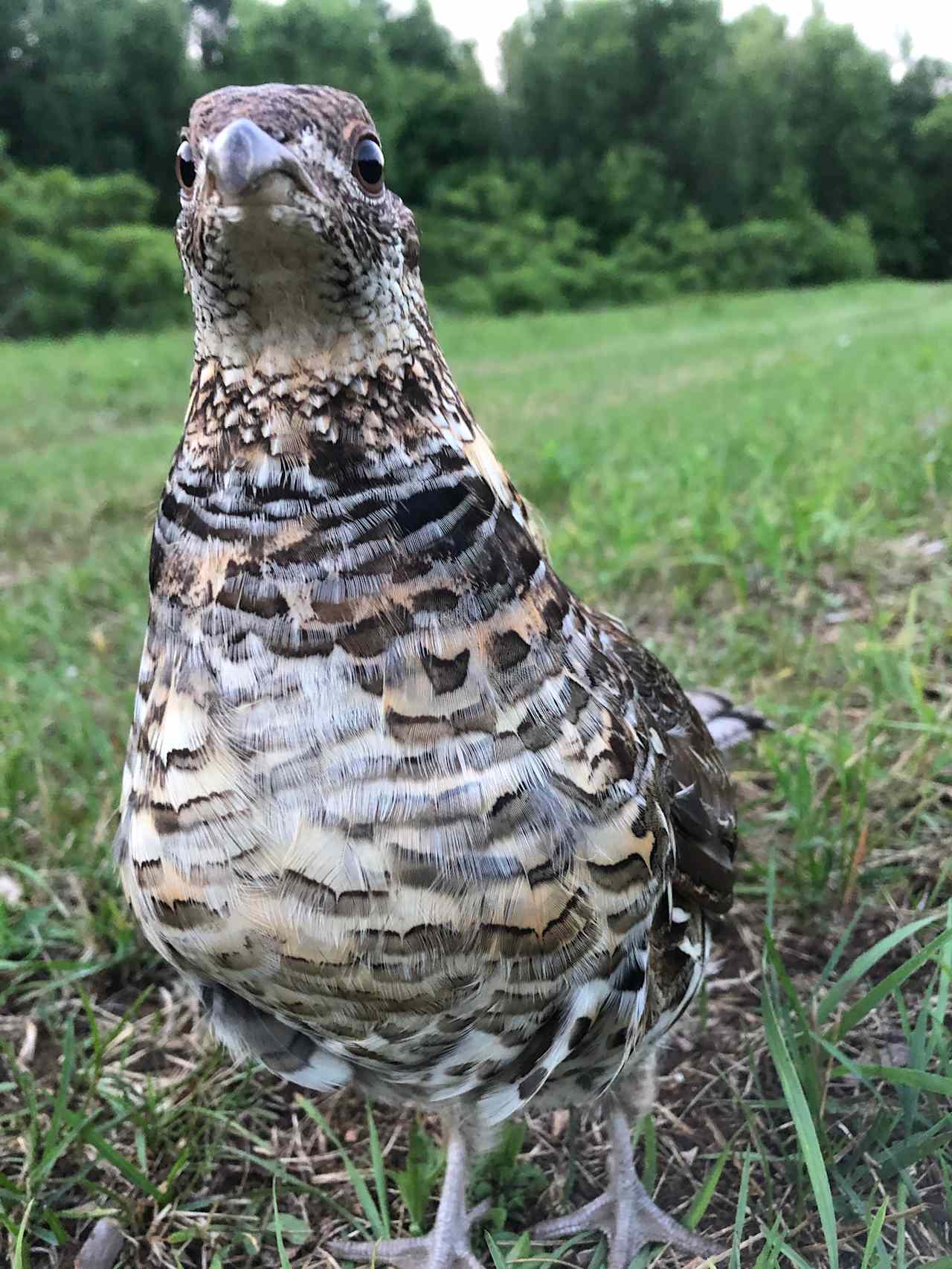 Wild life is always surrounding us, here is our little friendly partridge,  we call him 
Tite-Poulette  if your lucky he may viste you or walk around your camp site 