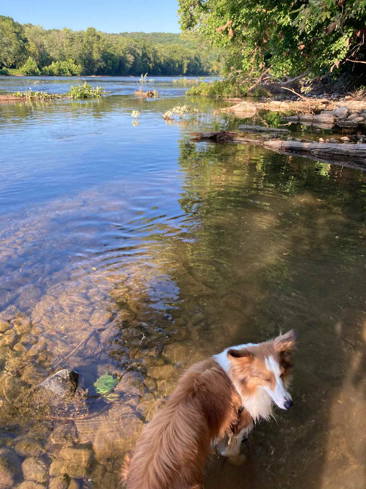 are dogs allowed in shenandoah river state park