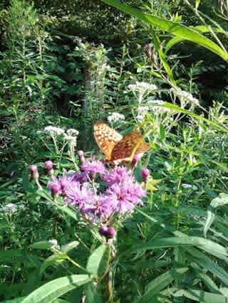 biodiversity is key to sustainability