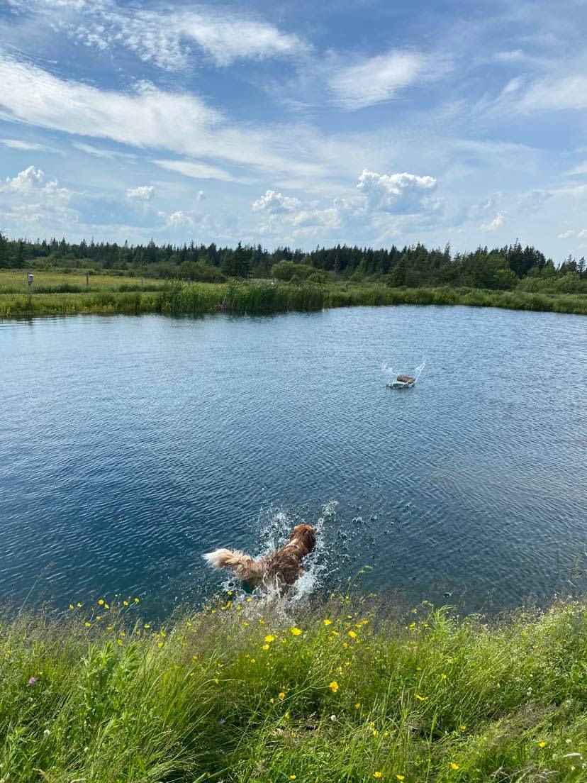 GayLin Farms - Paws Crossing