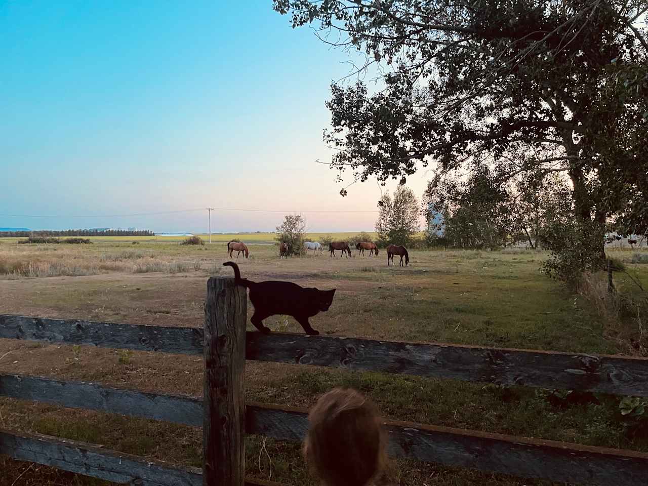 Black Poplar Farm