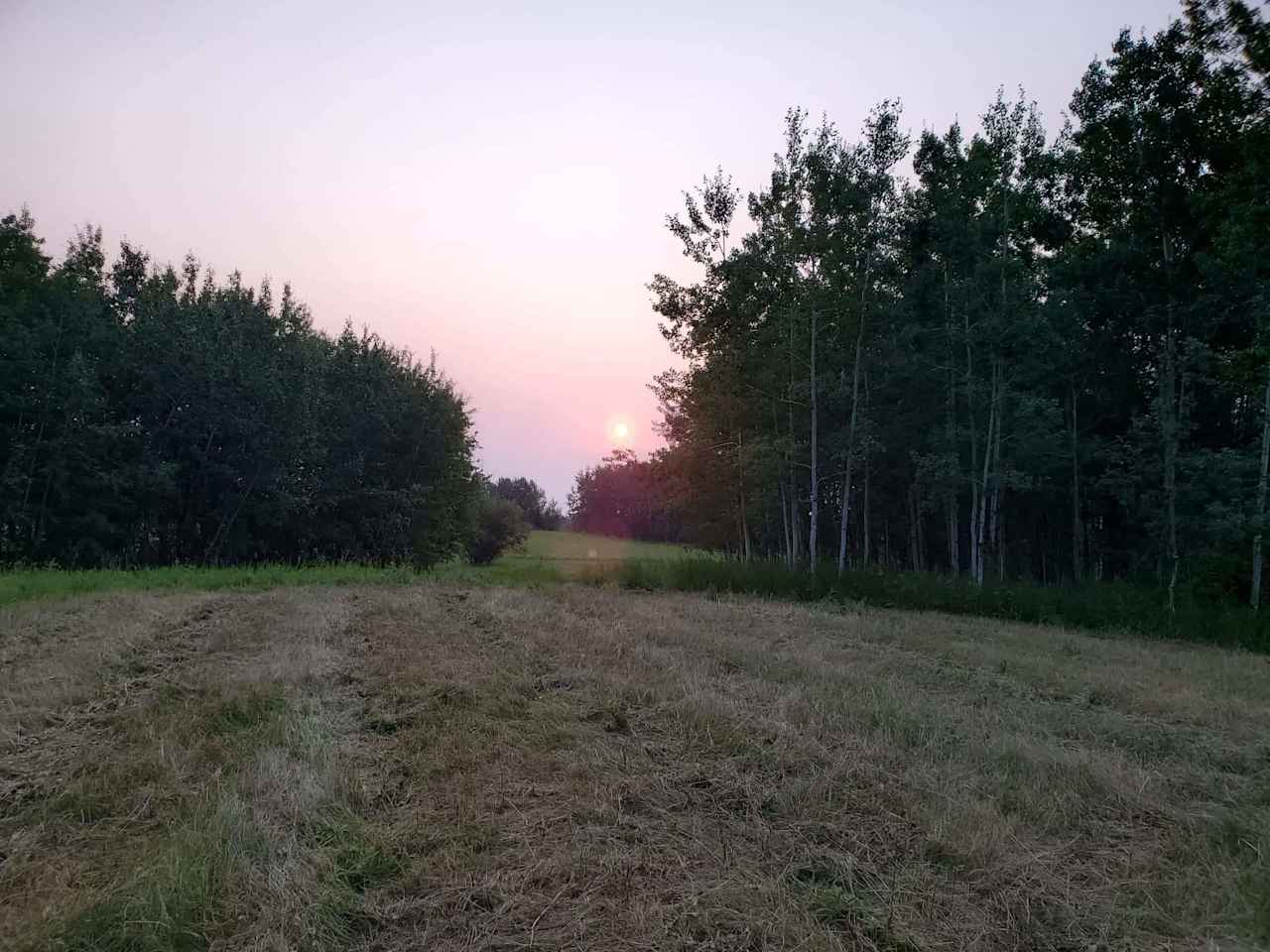 Trees, Grassland Trails and Hills