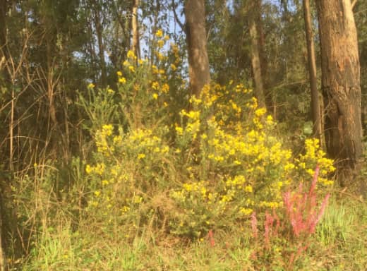 Wildflowers in season.