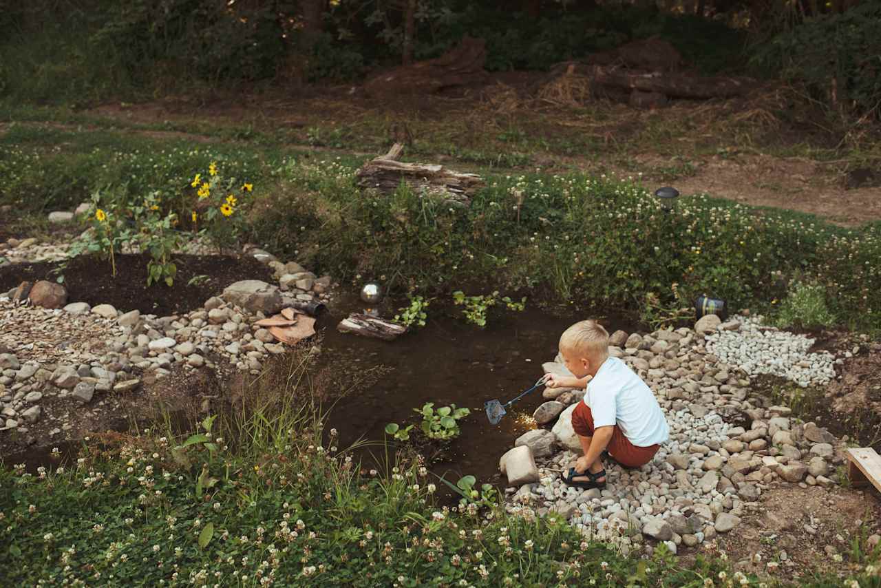 Tadpoles and frogs to catch!