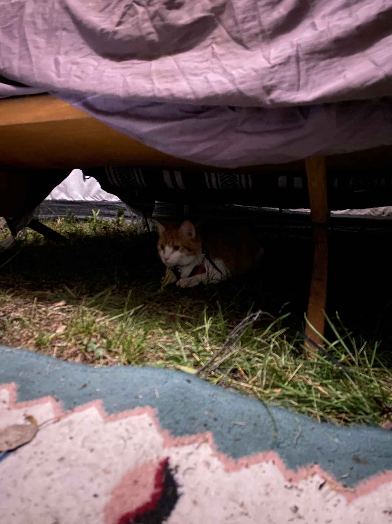 Our cat Loki approved the stay! He loved camping here!