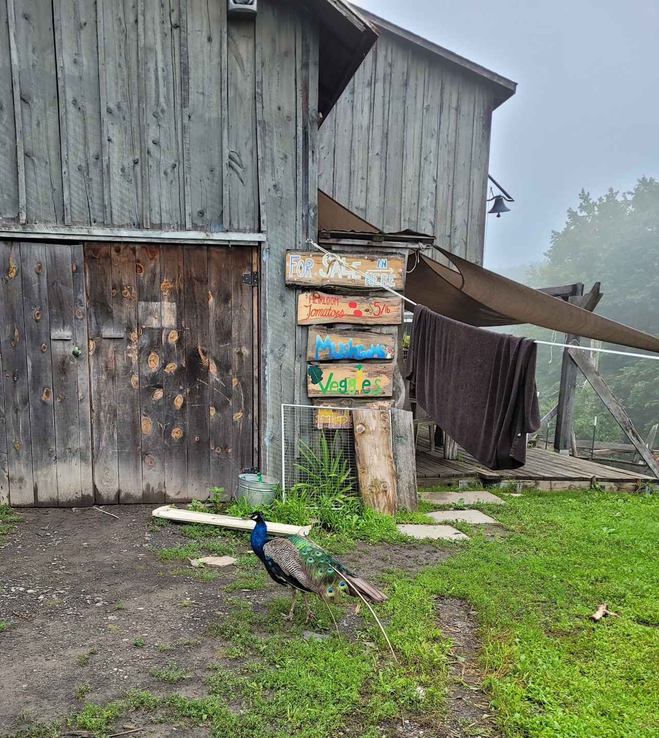 Magic Forest Farm