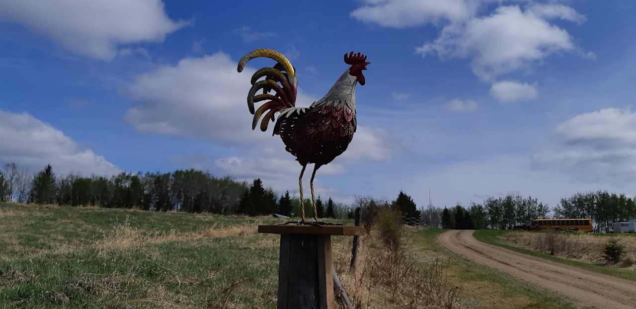 Driveway Rooster