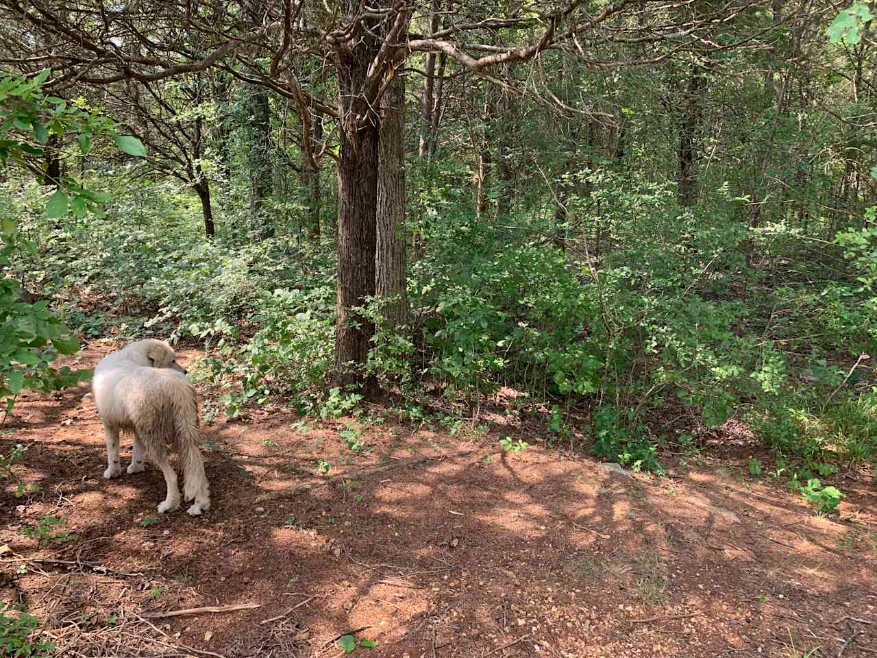 Site 2 path in tree line
