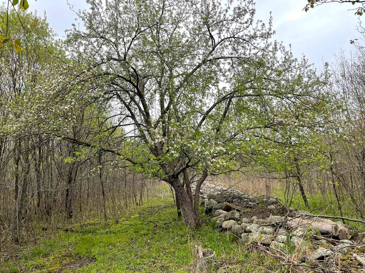 Rock walls like this run around and through Cricket Ranch. They are from clearing farm fields 150+ years ago. 480-460 mya, this spot was near the edge of an inland sea. Glacial forces brought some fossils to the surface & can be now found in the rock walls.