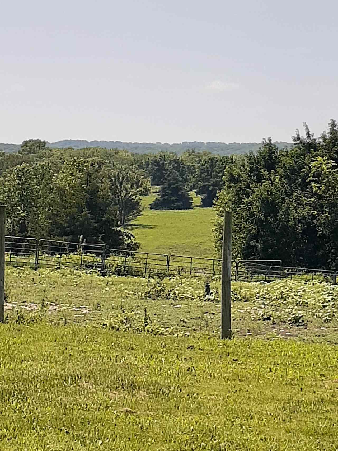 Overlooking south pastures.