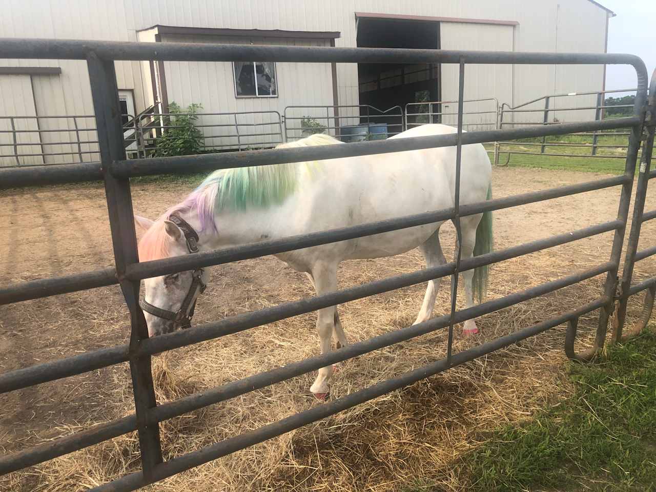 This magical horse was a real sweetheart every morning as I walked to the bathroom!