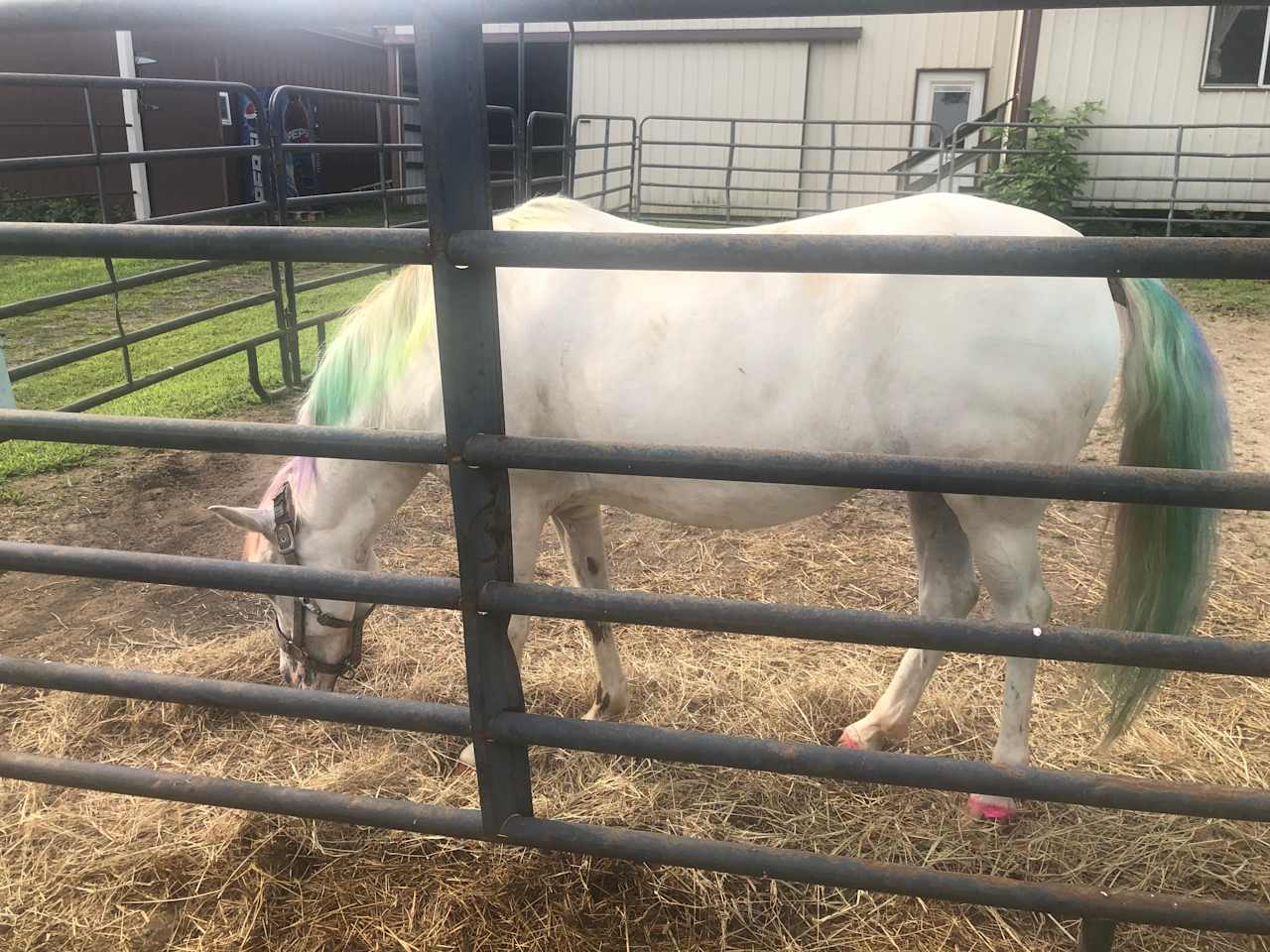 Horse Farm Camping