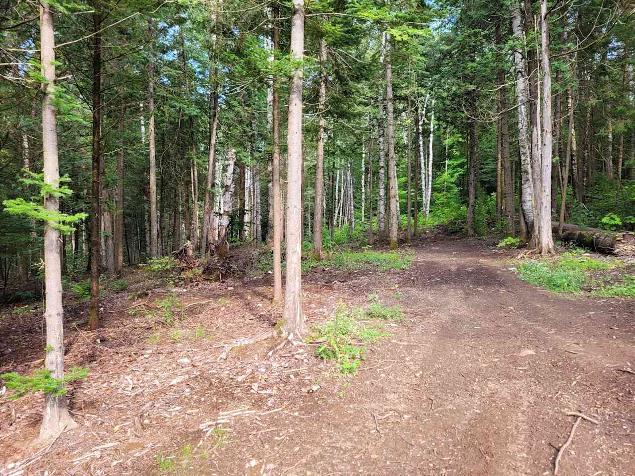 Forest with Trails -Lots of Privacy