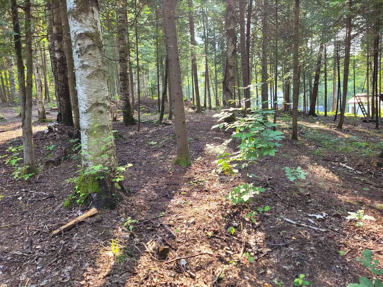 Forest with Trails -Lots of Privacy