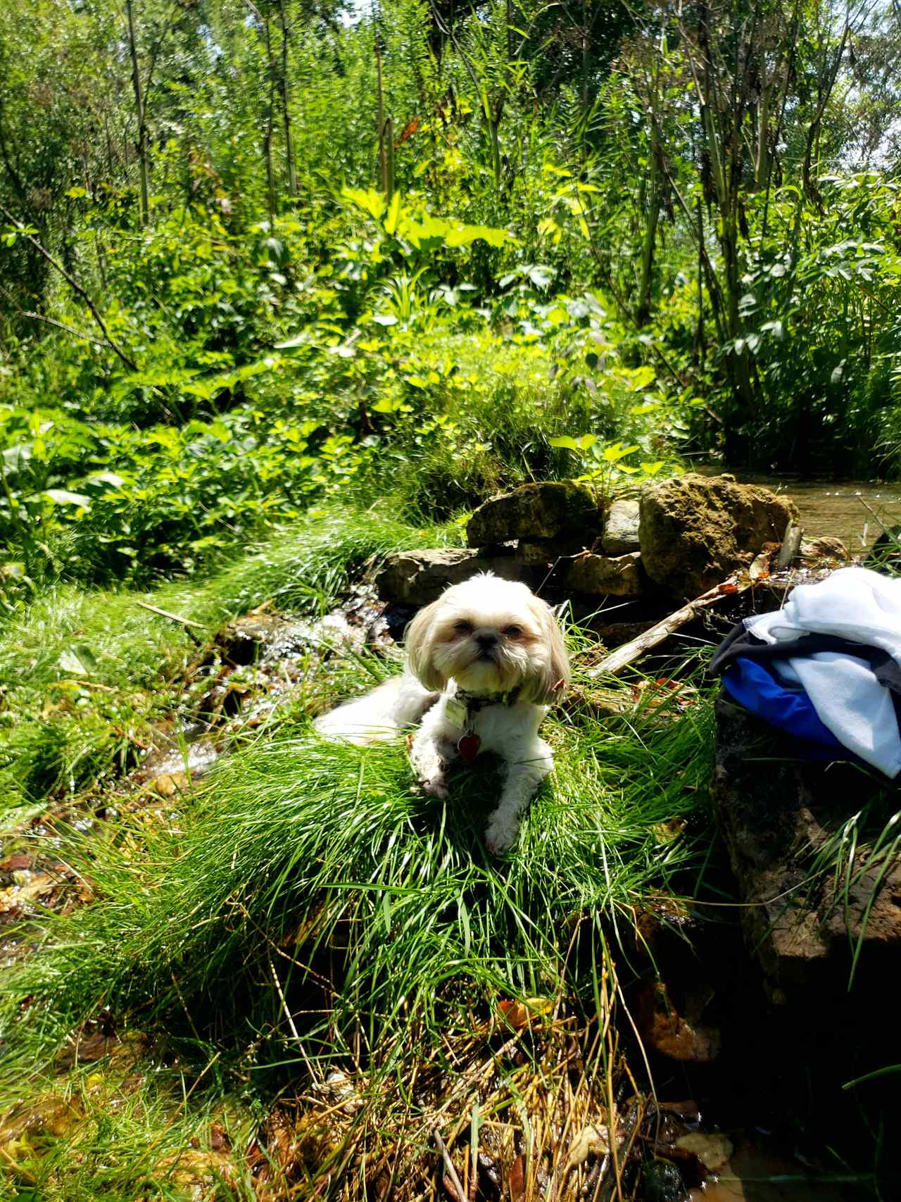 Winston chilling on the back of the creek.  