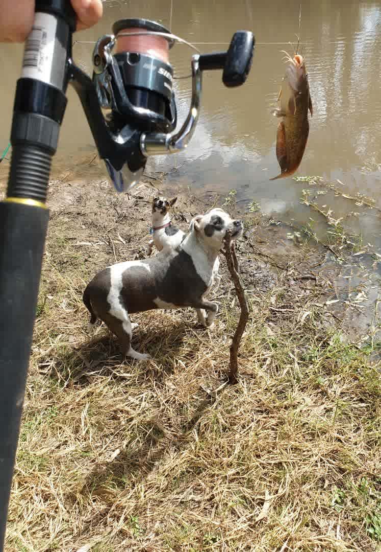 Fish in Charleys' Creek