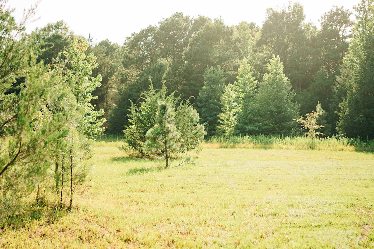 The clearing is surrounded by trees and feels very secluded and safe.