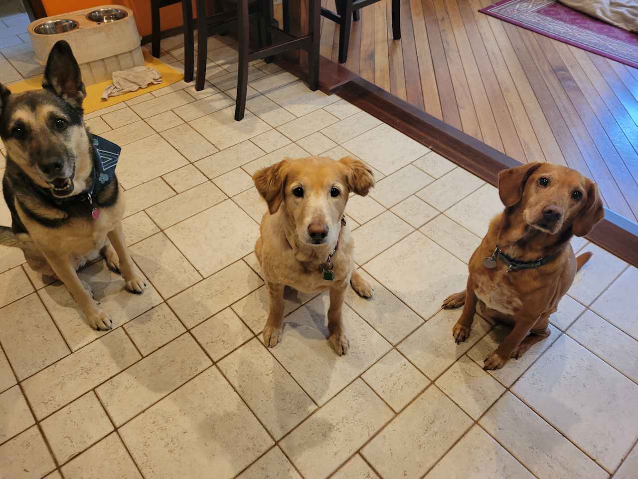 Well-behaved doggies welcome. We provide raised dog feeders, covers for the 2 (out of 3) couches dogs are welcome on, dog gates...