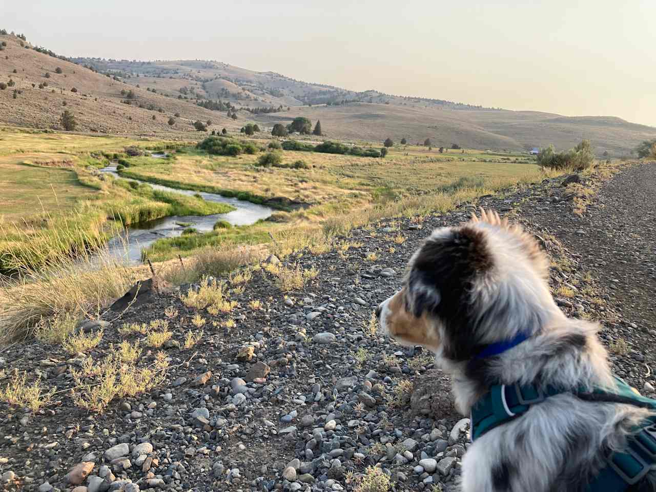 Pup sees some sheep across the street