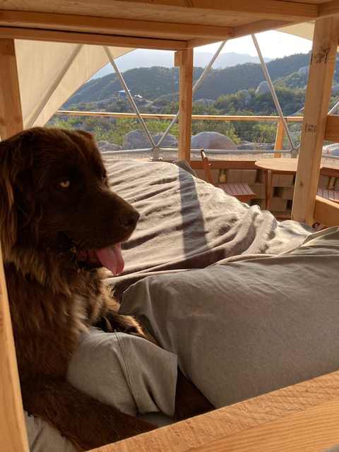 queen bed on bottom bunk, twin xl on top bunk.
Dog is not included.