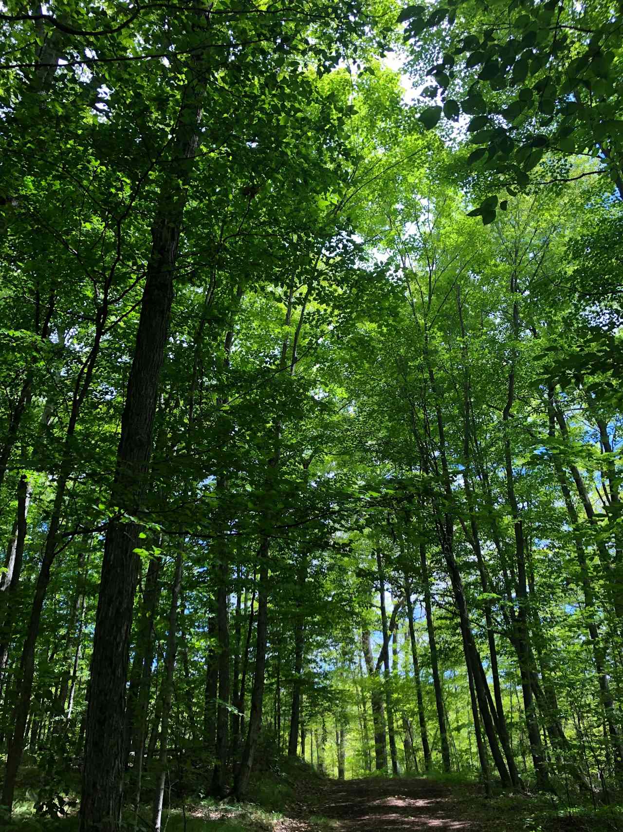 The trees are tall and beautiful here!