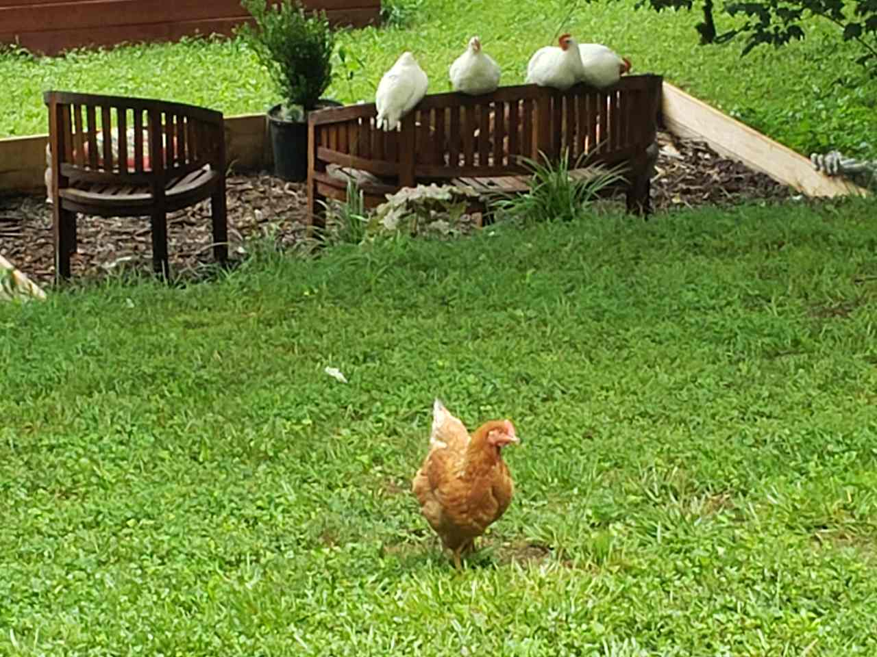 A few of the chickens resting in the shade! 