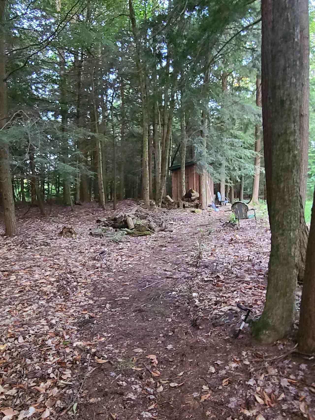 Lean-to in quiet forest