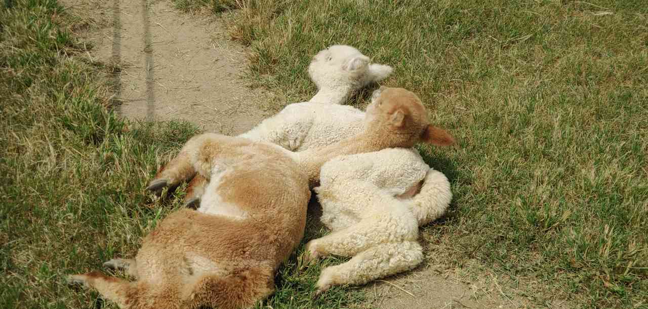 Alpaca Farm