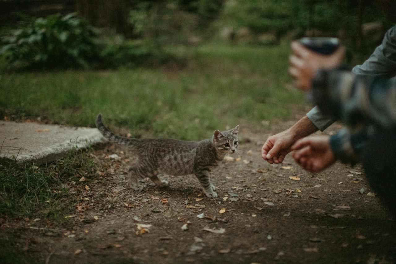 The animals on the property are so friendly and very very cute. Kind of hard to resist saying hello to.