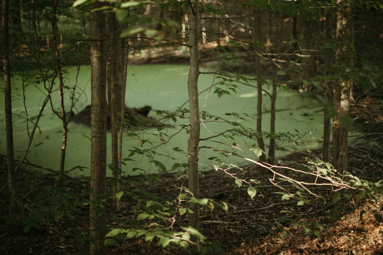 This little magical pond was another feature while walking the forest path. Really striking, this property is truly full of natural elements that make it very special.