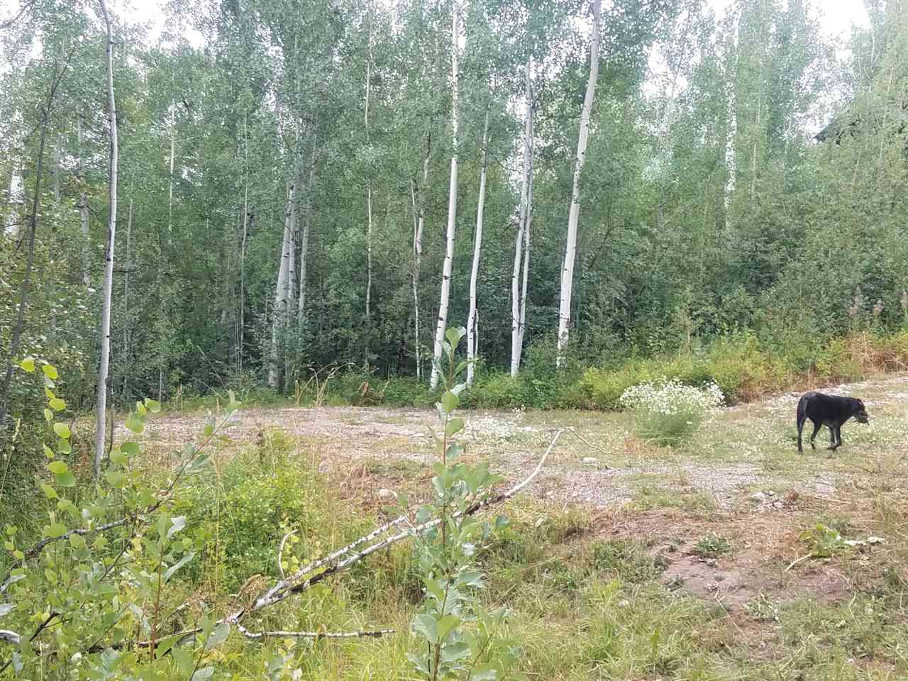 Old growth aspen forest camp