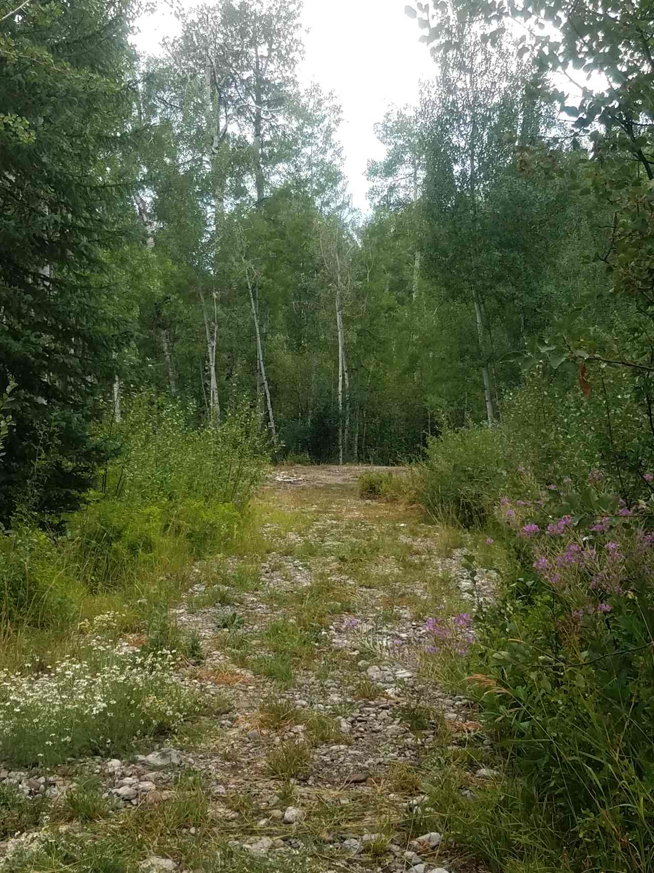 Old growth aspen forest camp