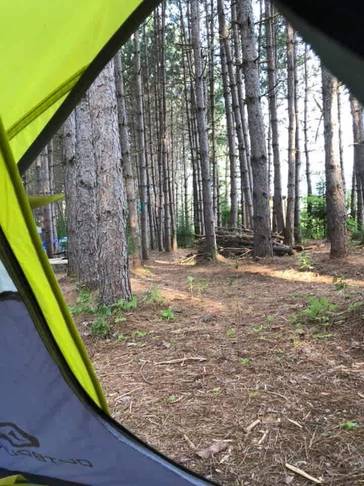 Pine Forest Camping