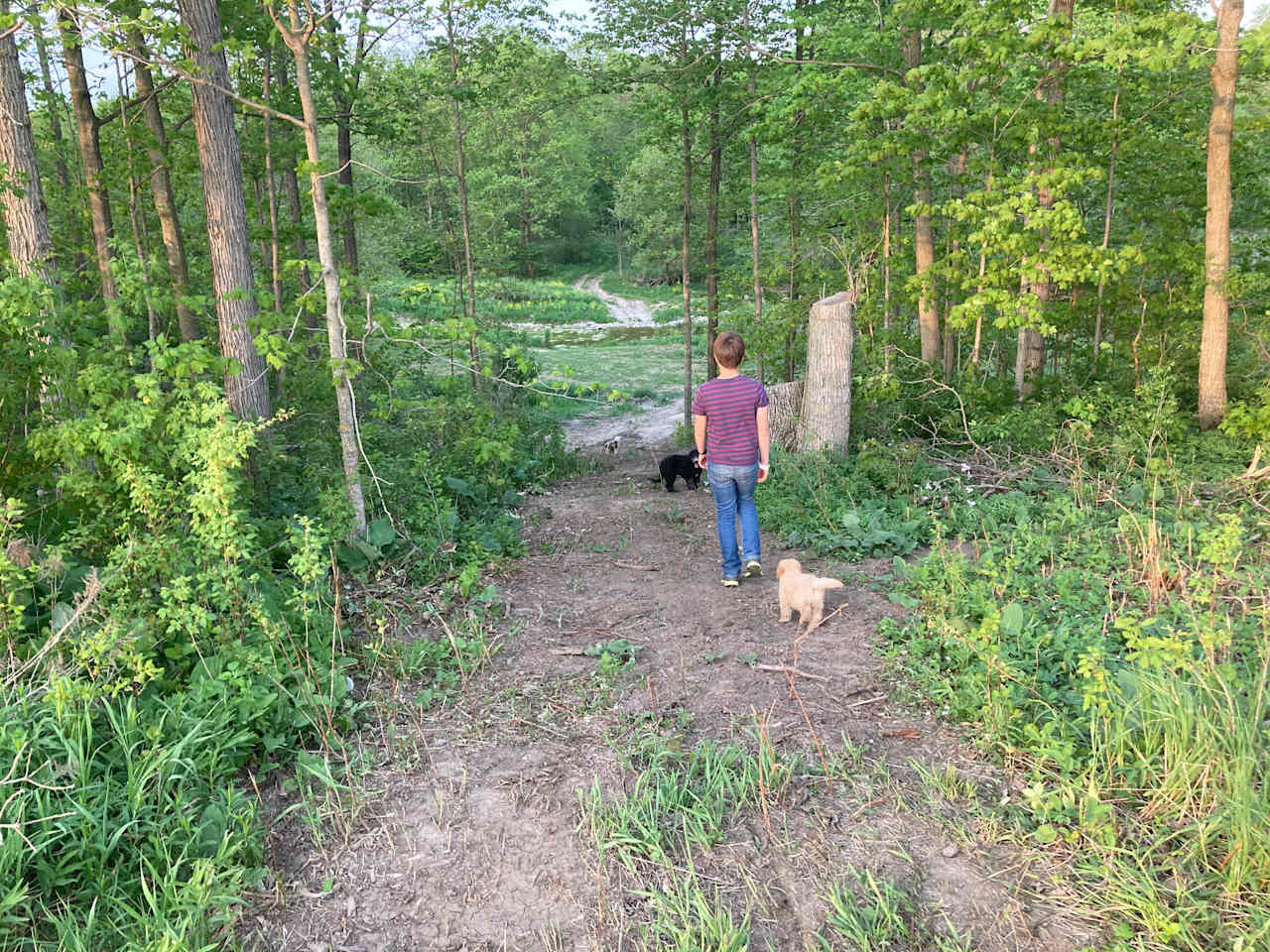 Trails in the woods, loaded with wild animal scent. Heaven for dogs! No one around for a 1/2 km radius so you need not worry about off-leash running.