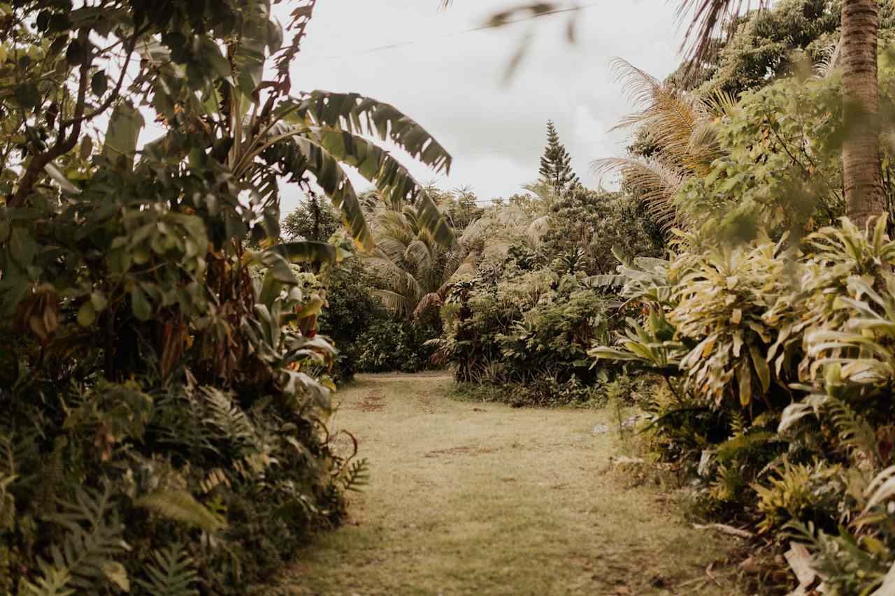 Driveway from the campsite to the road.