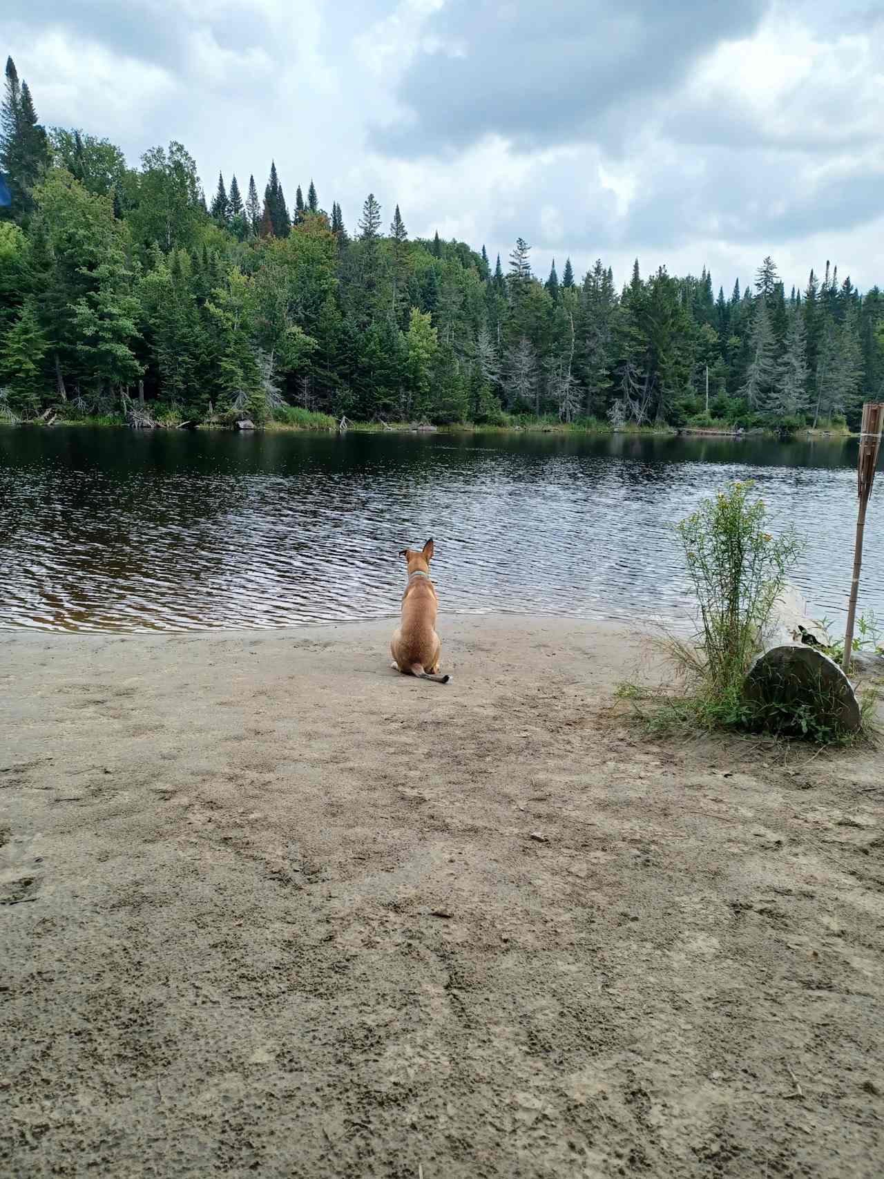 beach , dogs are welcome. 