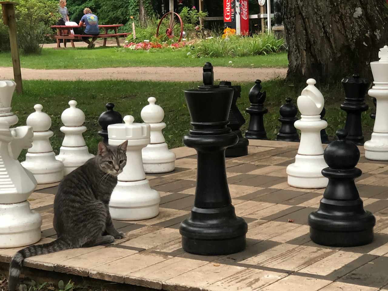 Yard games and a very friendly cat!