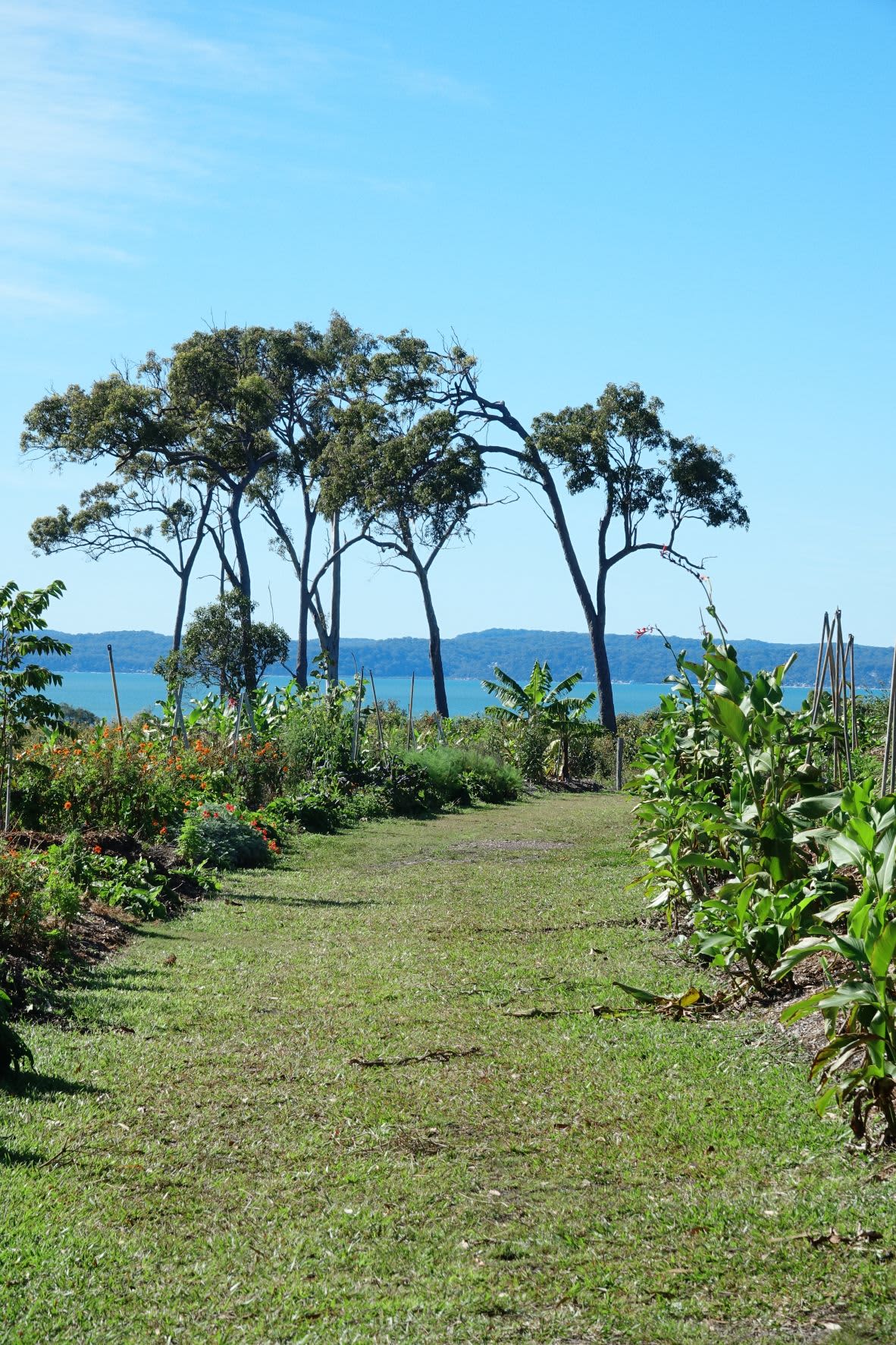 View along the developing food forest rows