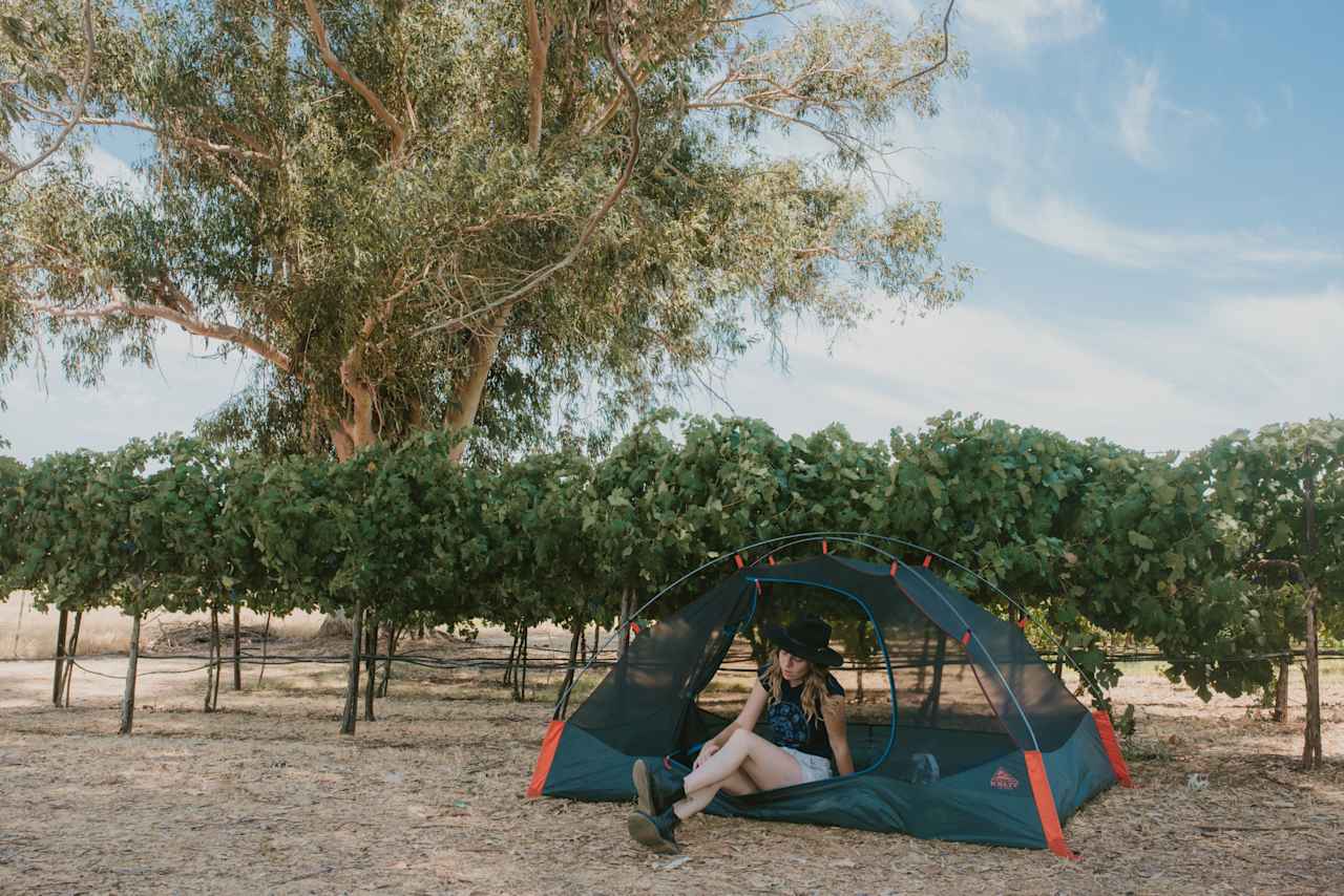 Pick your own spot under the eucalyptus trees. 