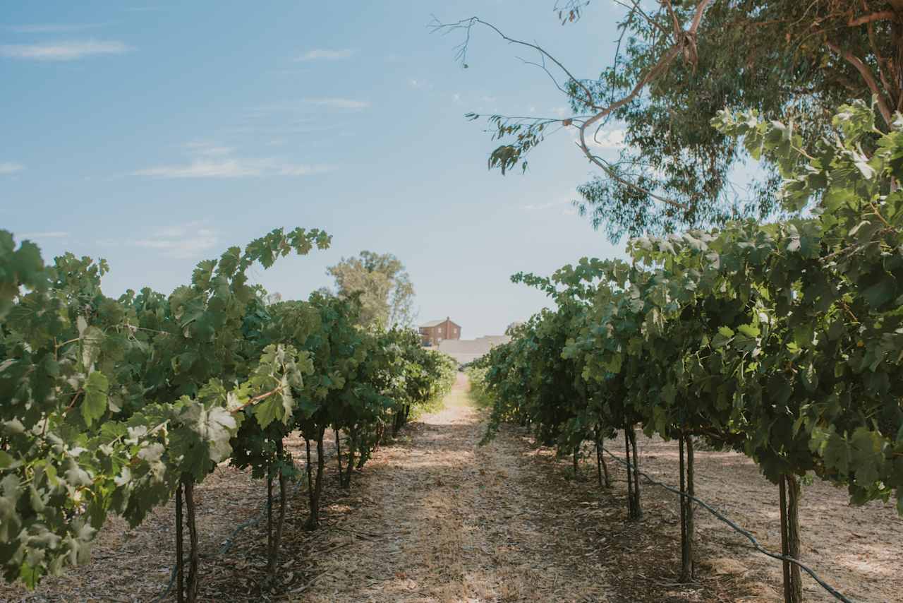 Wandering around the vineyards. 