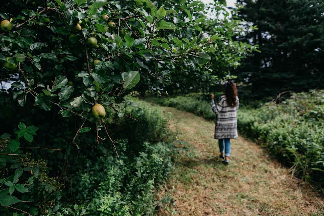 An apple tree along the path to the water front