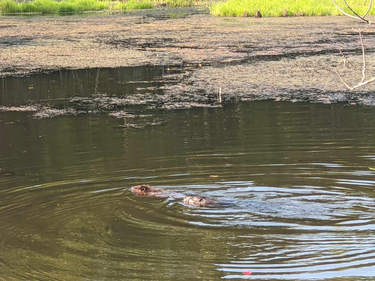 The camp site is shared with two beavers