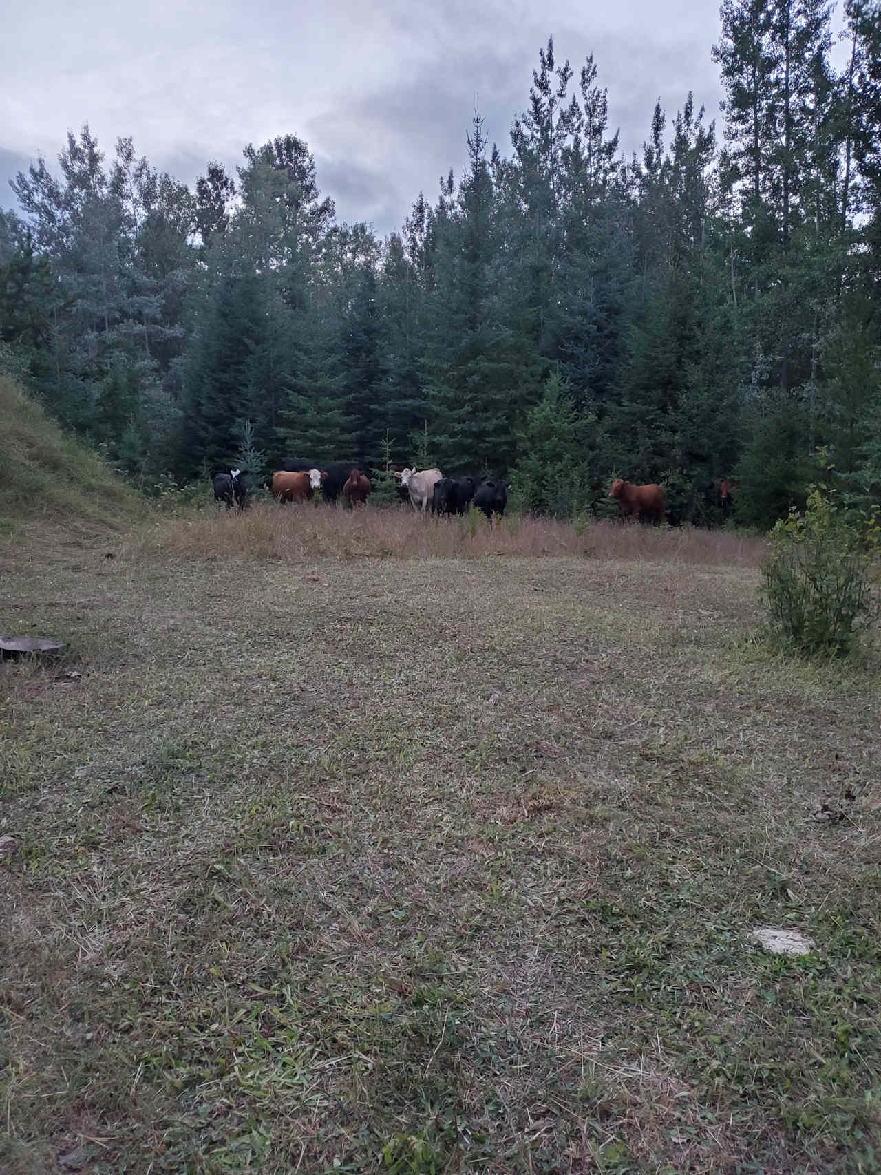 The cows came for a visit